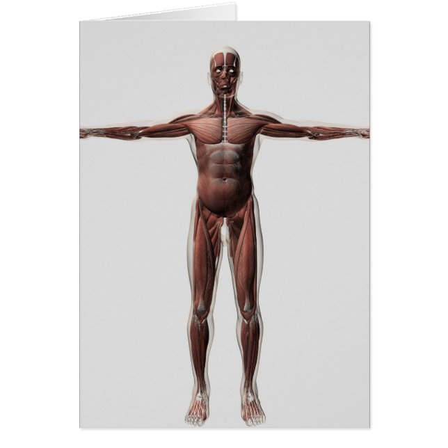 Cartão Anatomia Do Sistema Muscular Masculino, Vista Fron (Frente)
