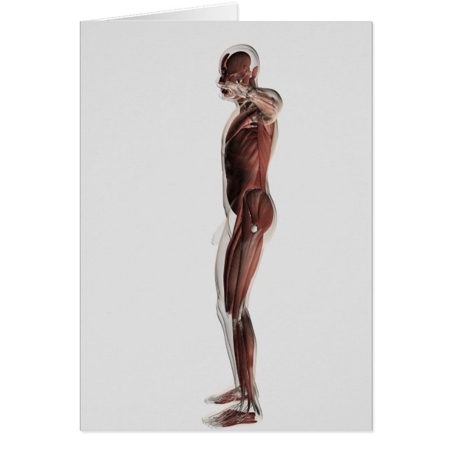 Cartão Anatomia Do Sistema Muscular Masculino, Vista Late (Frente)