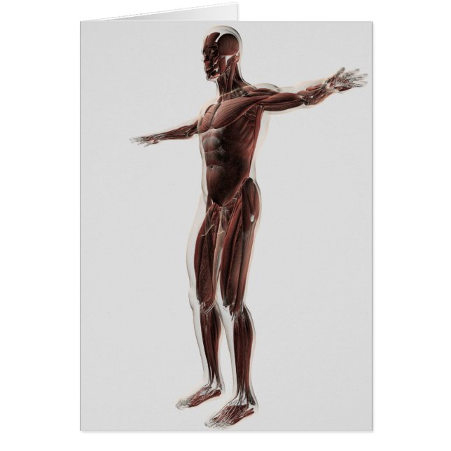 Cartão Anatomia Do Sistema Muscular Masculino, Vista Late (Frente)