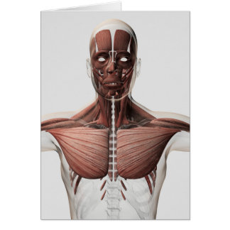 Cartão Anatomia Do Sistema Muscular Masculino, Vista Late