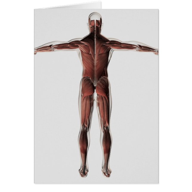 Cartão Anatomia Do Sistema Muscular Masculino, Vista Post (Frente)