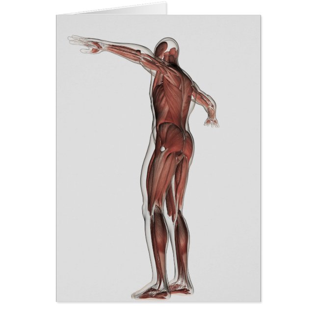 Cartão Anatomia Do Sistema Muscular Masculino, Vista Post (Frente)