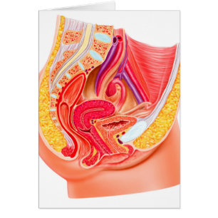 Cartão Anatomia Do Sistema Reprodutivo Feminino 1