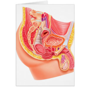 Cartão Anatomia Do Sistema Reprodutivo Masculino