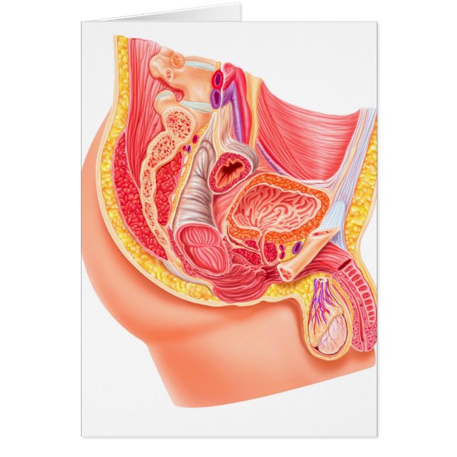 Cartão Anatomia Do Sistema Reprodutivo Masculino (Frente)