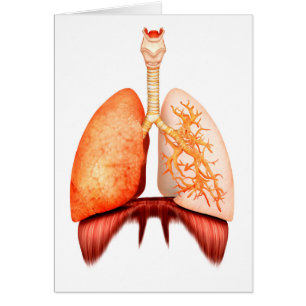 Cartão Anatomia do sistema respiratório humano, vista