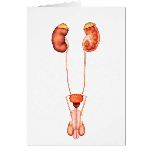 Cartão Anatomia Do Sistema Urinário Masculino Humano, Vis (Frente)