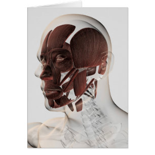 Cartão Anatomia dos músculos faciais masculinos, vista