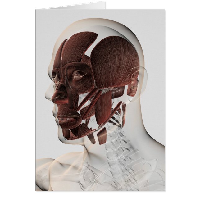 Cartão Anatomia Dos Músculos Faciais Masculinos, Vista La (Frente)