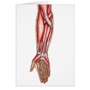 Cartão Anatomia dos músculos humanos 2 do antebraço