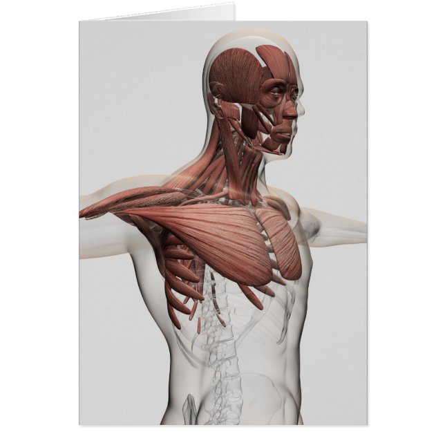 Cartão Anatomia Dos Músculos Masculinos No Corpo Superior (Frente)