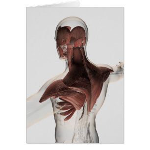 Cartão Anatomia Dos Músculos Masculinos No Corpo Superior