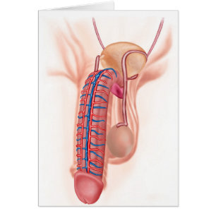 Cartão Anatomia Dos Órgãos Reprodutivos Masculinos