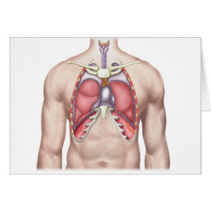 Cartão Anatomia dos pulmões humanos in situ