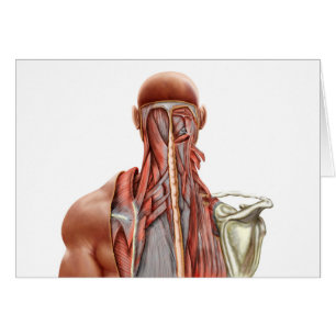 Cartão Anatomia humana que mostra os músculos profundos
