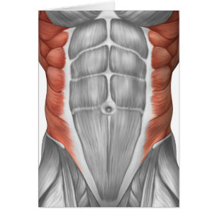 Cartão Anatomia masculina do músculo da parede abdominal