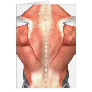 Cartão Anatomia masculina do músculo da parte traseira 1