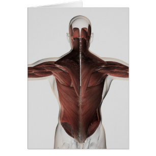Cartão Anatomia masculina do músculo da parte traseira 2