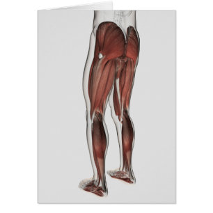 Cartão Anatomia masculina do músculo dos pés humanos 1
