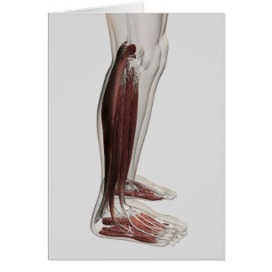 Cartão Anatomia masculina do músculo dos pés humanos, 3