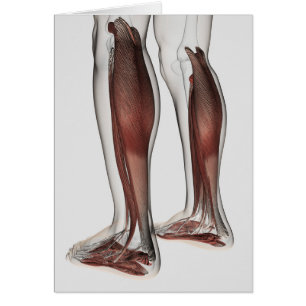 Cartão Anatomia masculina do músculo dos pés humanos, 5