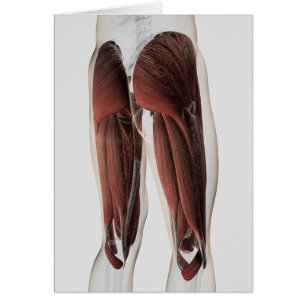 Cartão Anatomia Muscular Masculina Das Pernas Humanas 2