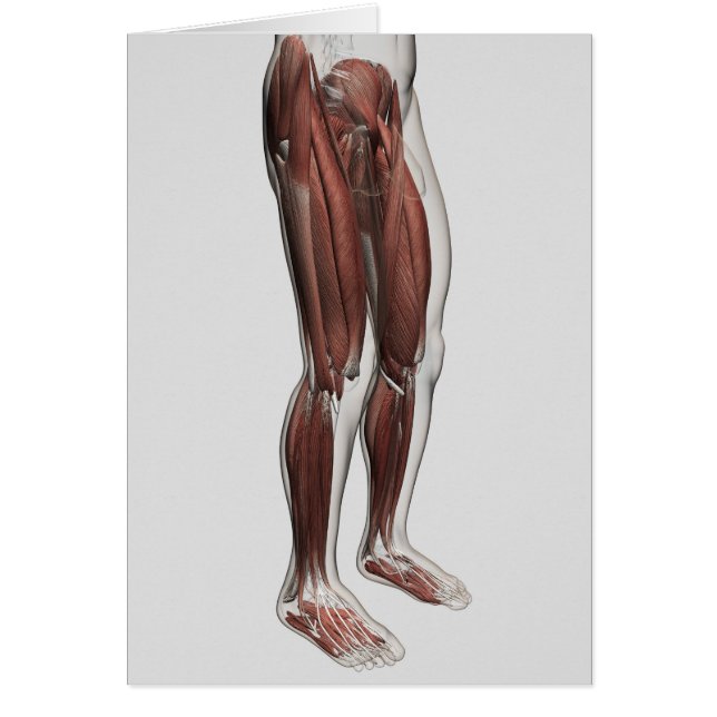 Cartão Anatomia Muscular Masculina Das Pernas Humanas, An (Frente)