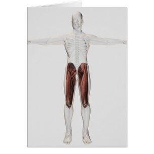 Cartão Anatomia Muscular Masculina Das Pernas Humanas, An