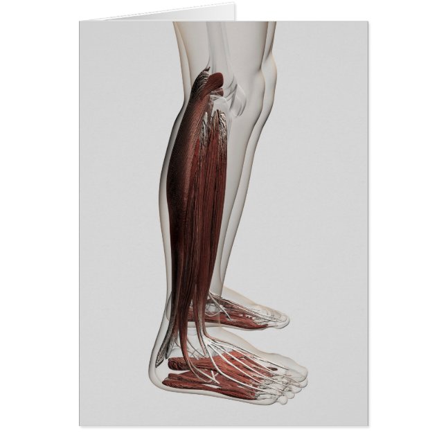 Cartão Anatomia Muscular Masculina Das Pernas Humanas, An (Frente)