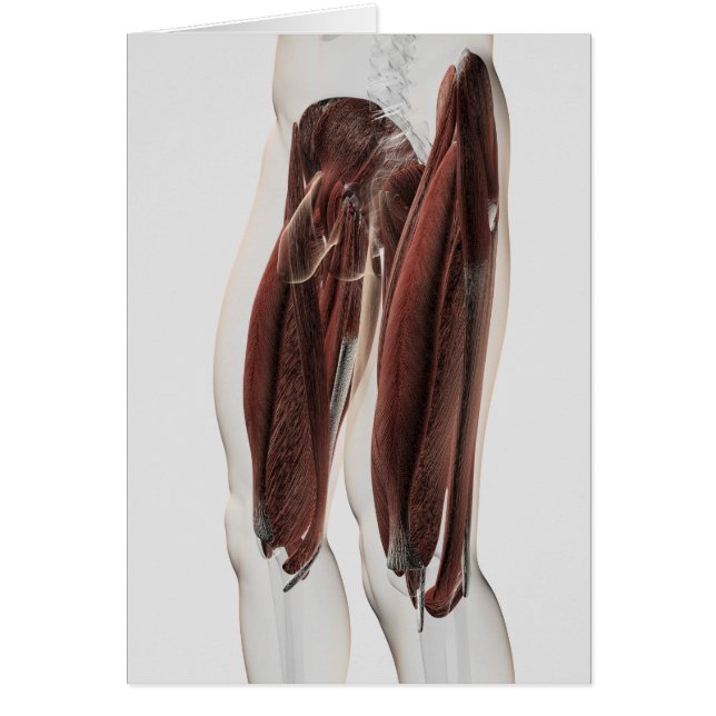 Cartão Anatomia Muscular Masculina Das Pernas Humanas, Vi (Frente)