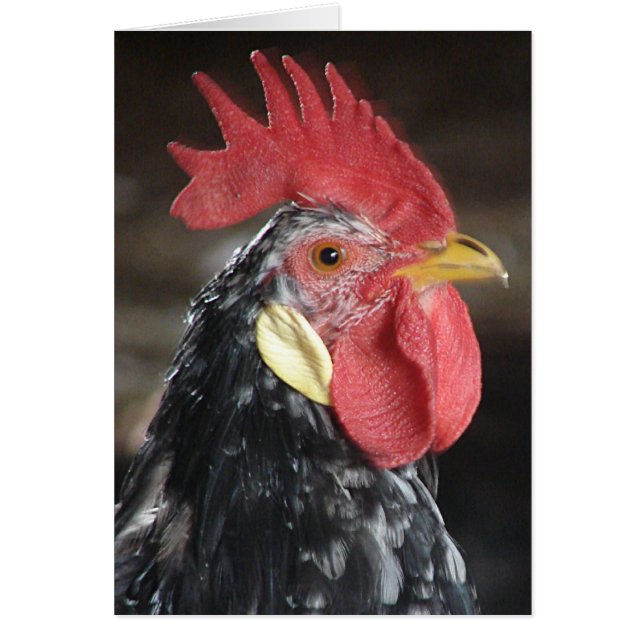 Cartão Ancona Roo (Frente)