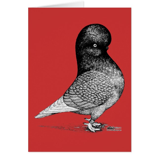 Cartão Andaluz Tumbler Pigeon (Frente)