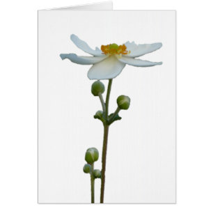 Cartão Anêmona branca 1