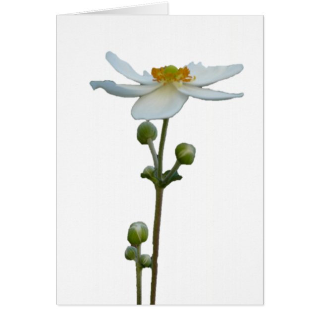 Cartão Anêmona branca 1 (Frente)