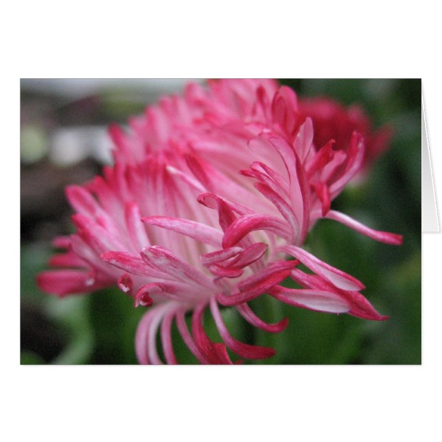 Cartão Anêmona de florescência (Frente horizontal)