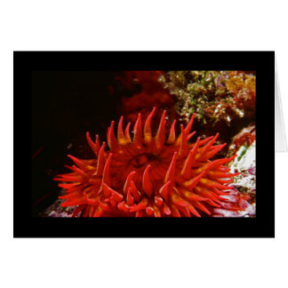 Cartão Anêmona Rosa branco