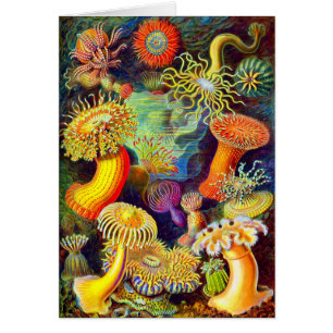 Cartão Anêmonas de mar de Ernst Haeckel