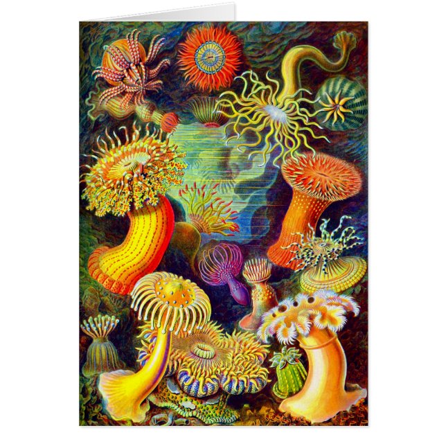 Cartão Anêmonas de mar de Ernst Haeckel (Frente)