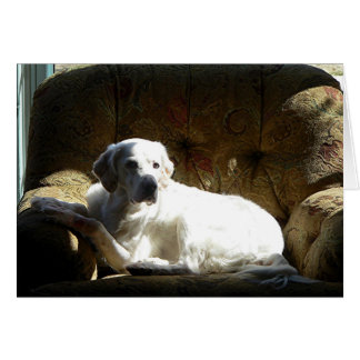 Cartão Angel English Setter