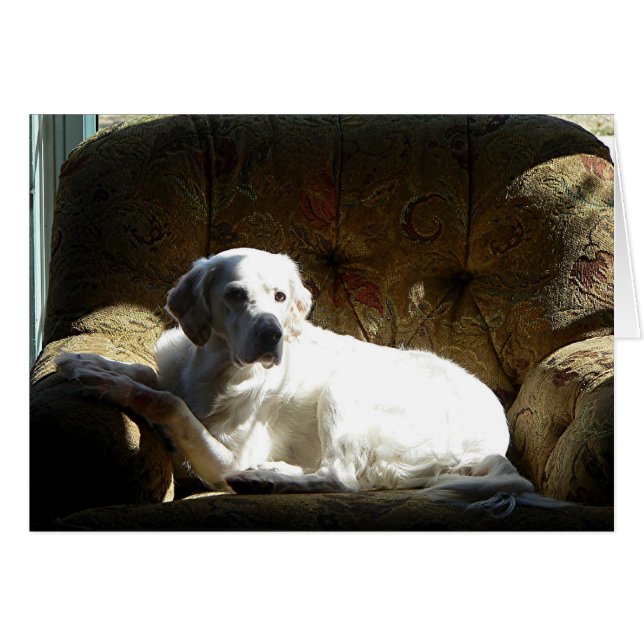 Cartão Angel English Setter (Frente Horizontal)