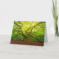 Angel Oak