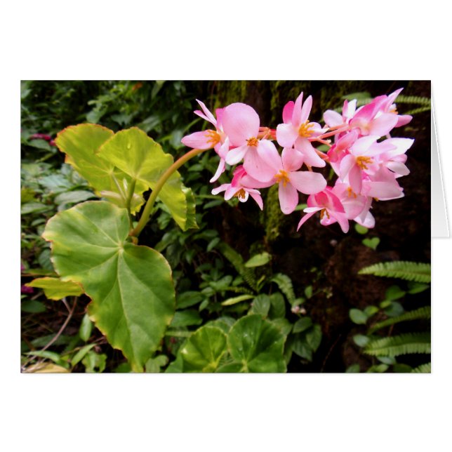 Cartão Angel wing Begonia (Frente Horizontal)