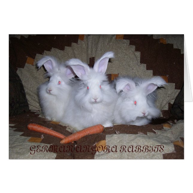CARTÃO ANGORA RABBITS ALEMÃS (Frente Horizontal)