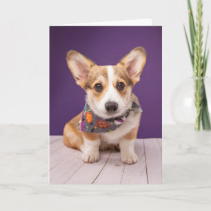Cartão Animais Bebês Mais Fofos Corgi de Halloween