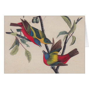 Cartão Animais Selvagens de Aves Pintadas com Audubon