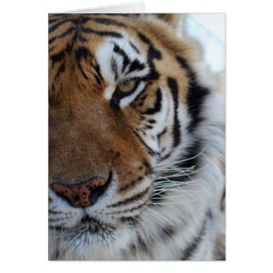 Cartão animal do santuário de Cedarhill