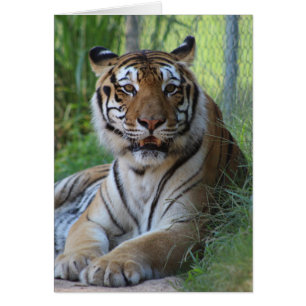 Cartão animal do santuário de Cedarhill