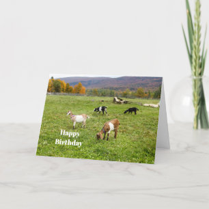 Cartão Animal Goats Pasture Vermont Foto Birthday