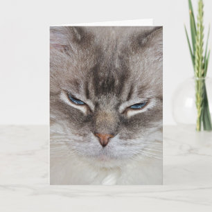 Cartão Aniversário Cat