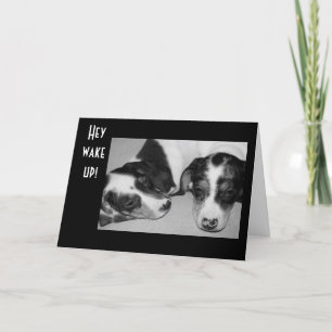 Cartão Aniversário de 40 anos DACHSHUNDS DROWSY